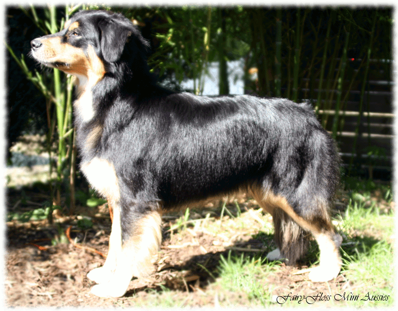 Mini Aussie | Exquisitas Black Beauty