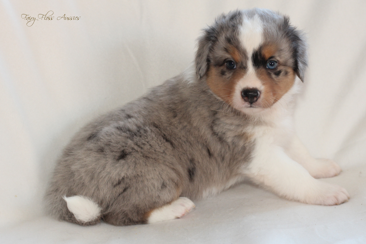 CH Energie's From Zero To Hero - Mini Aussie Blue Merle Deckrüde