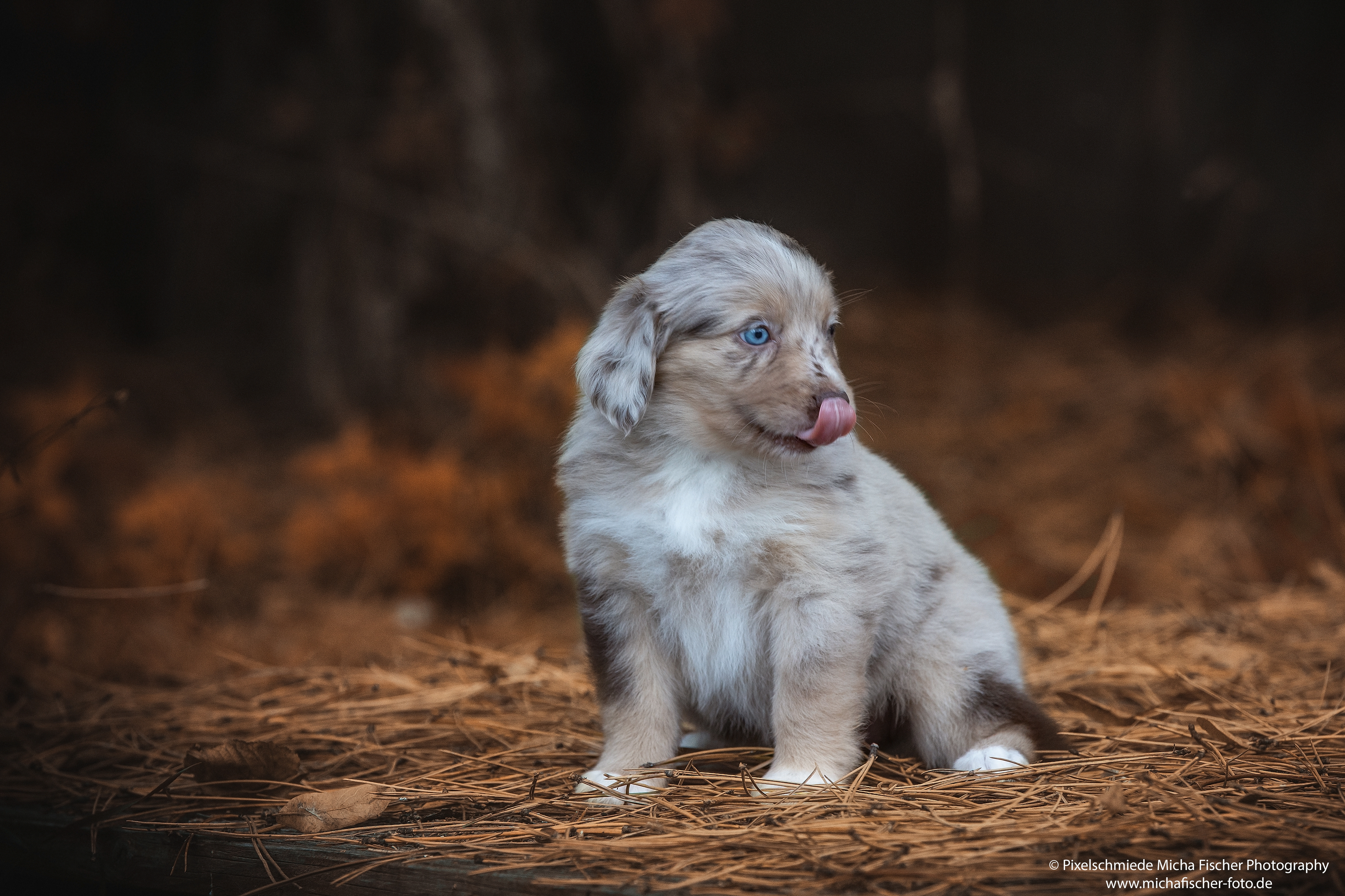 Fairy-Floss-Aussies - Mini Aussie / Mini Amercian Shepherd