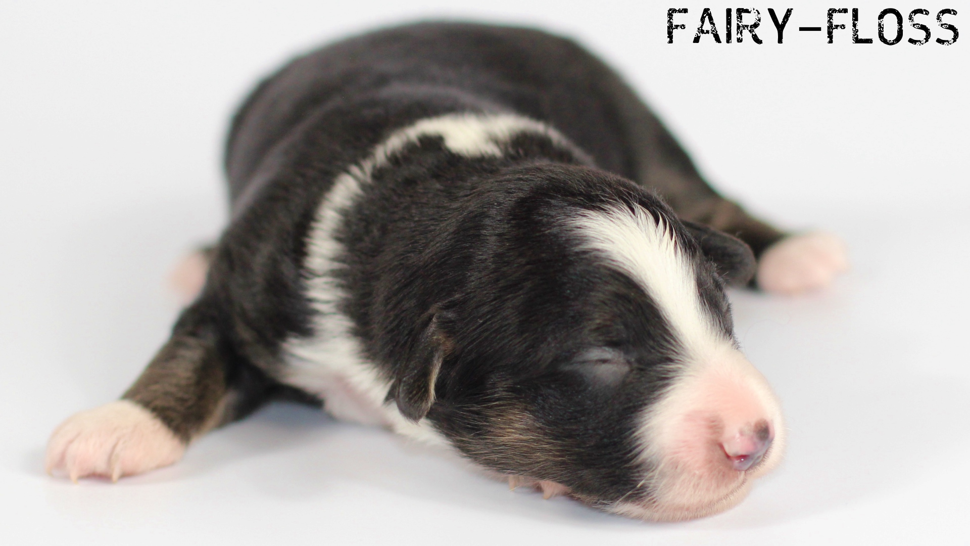 Miniature Australian Shepherd Zucht in Baden Würtemberg