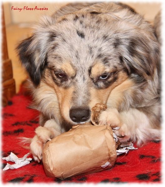 Mini Aussie beim Auspacken