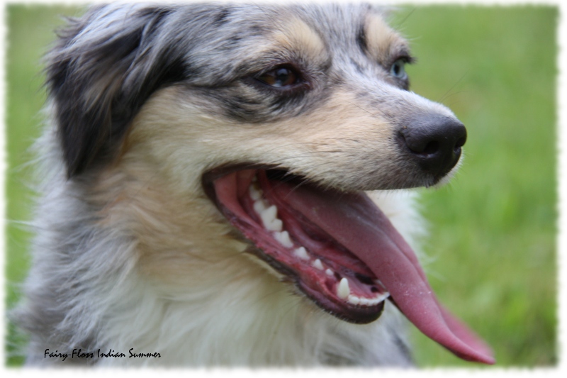 Mini Aussie - Fairy Floss' Indian Summer