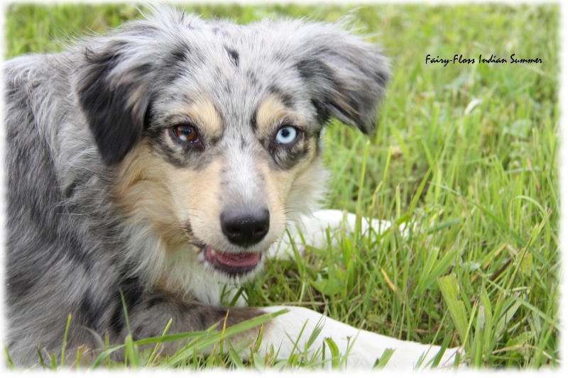 Mini Aussie - Fairy Floss' Indian Summer