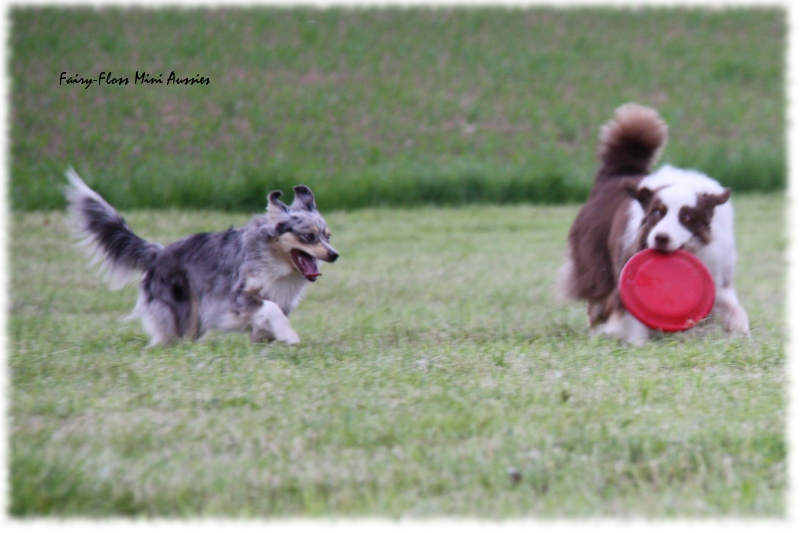 Mini Aussie - Fairy Floss' Indian Summer