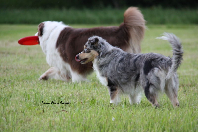 Mini Aussie - Fairy Floss' Indian Summer