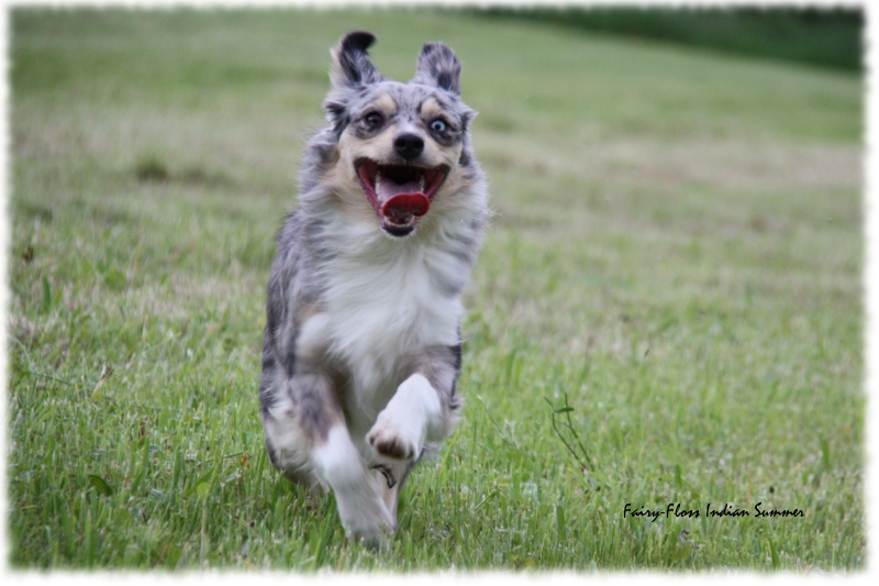 Mini Aussie - Fairy Floss' Indian Summer