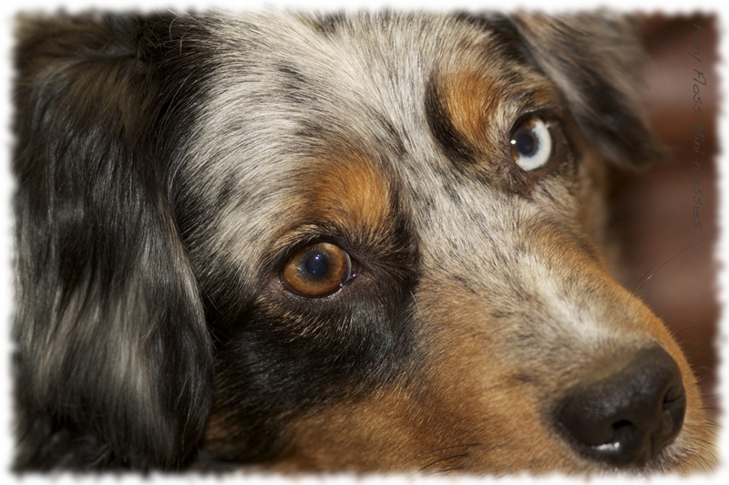 Mini Australian Shepherd - Augenfarben