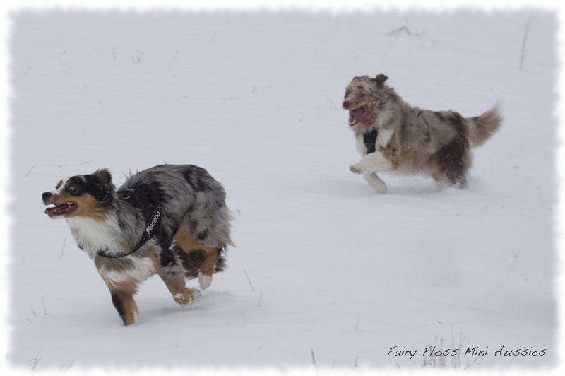 Mini Aussies