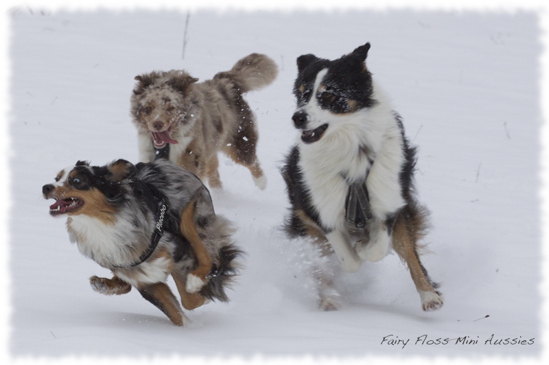 Mini Aussies