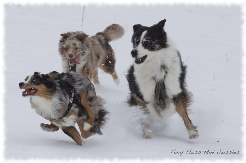 Mini    Aussies