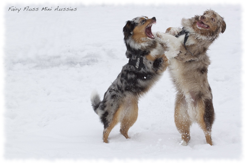 Mini      Aussies