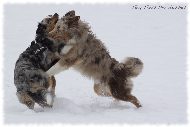 Mini      Aussies