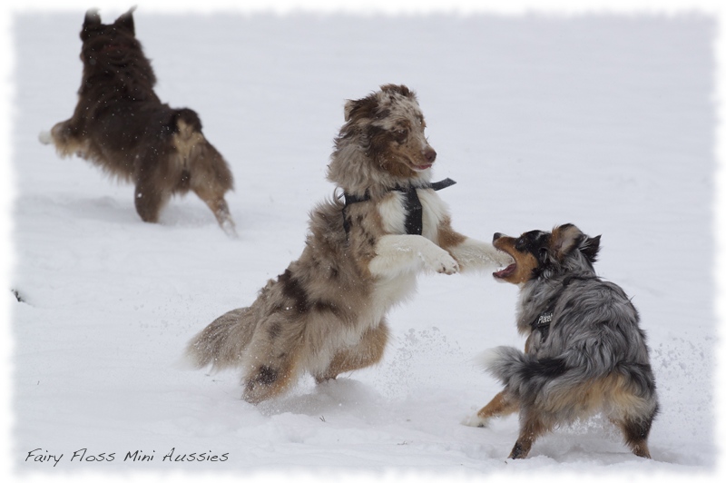 Mini       Aussies