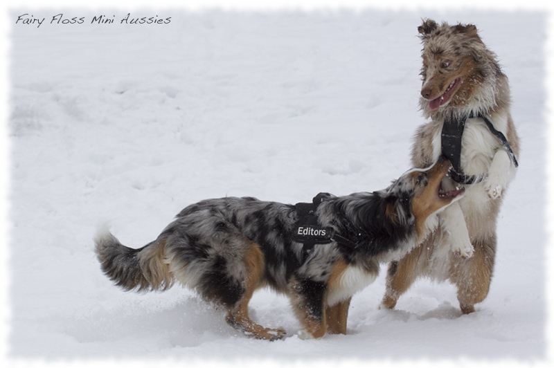 Mini        Aussies