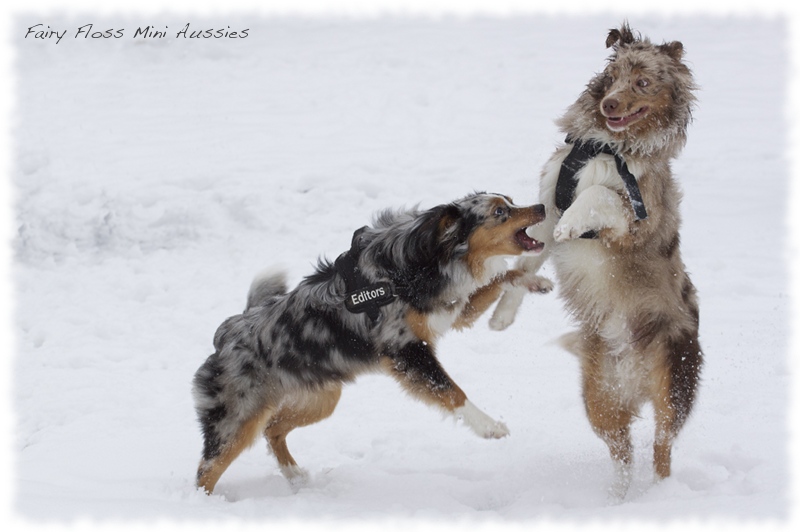 Mini         Aussies