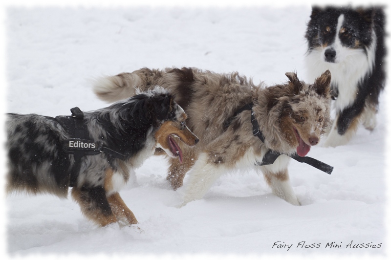 Mini         Aussies