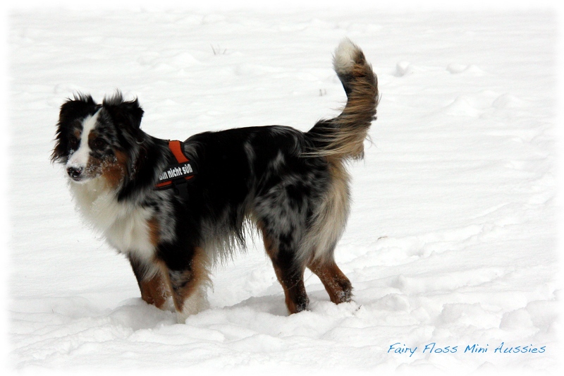 Mini         Aussies