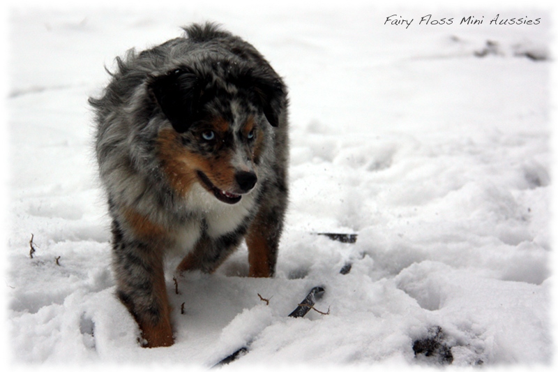 Mini Aussies