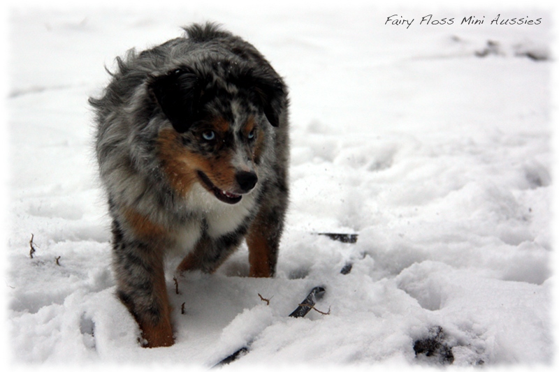 Mini          Aussies