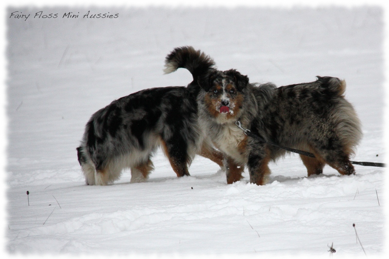 Mini            Aussies