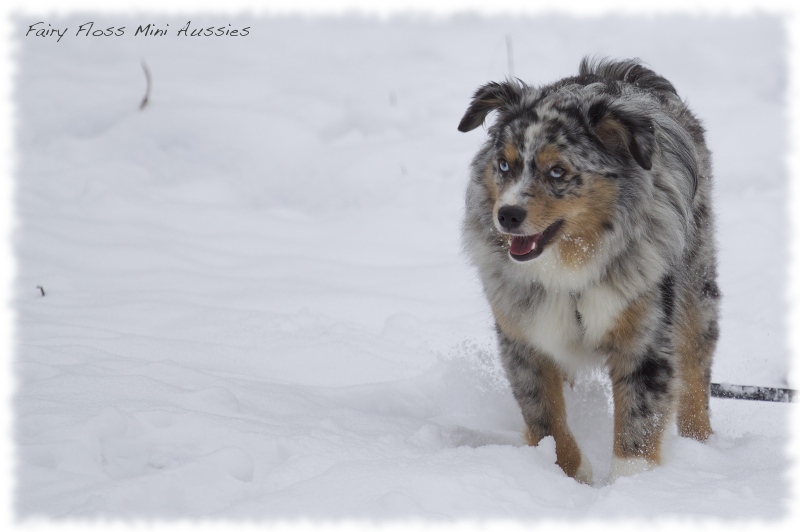 Mini Aussies