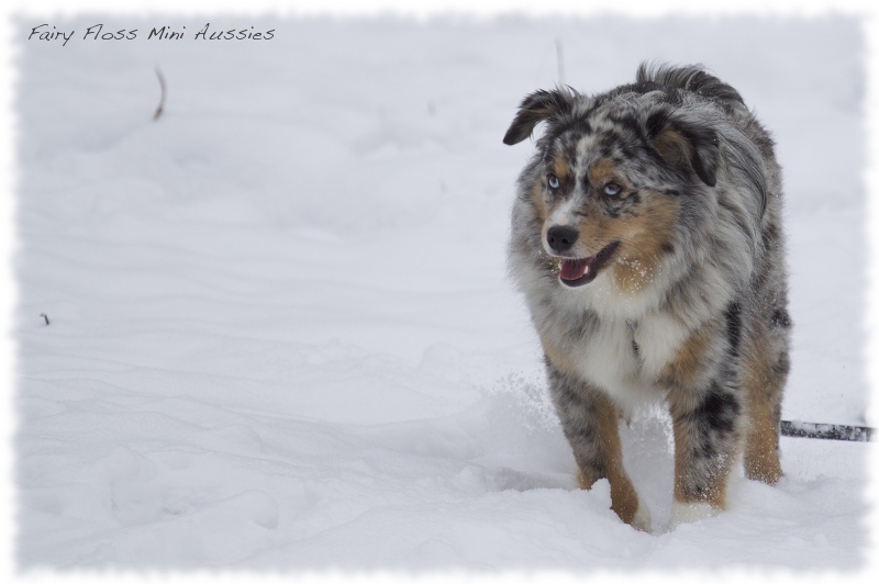 Mini            Aussies