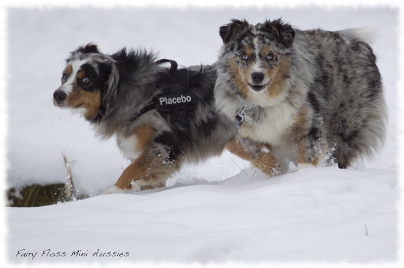 Mini             Aussies