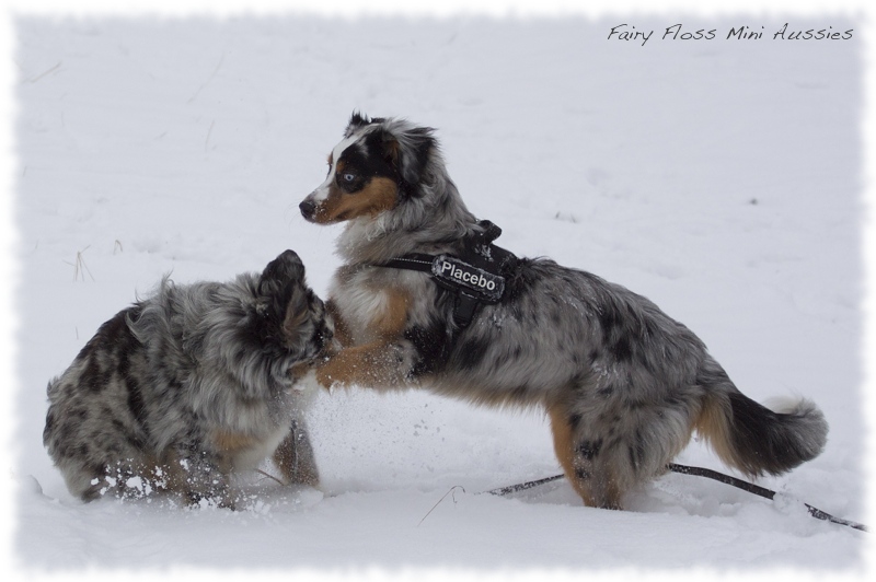 Mini              Aussies