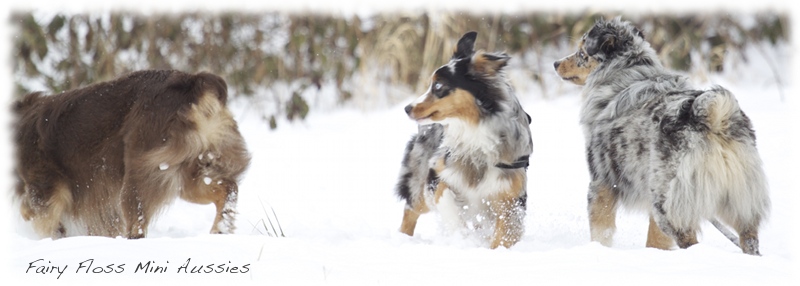 Mini               Aussies