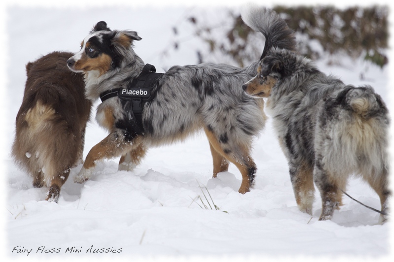 Mini               Aussies