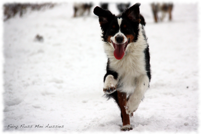 Mini               Aussies