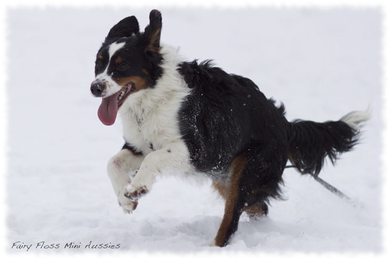 Mini                  Aussies