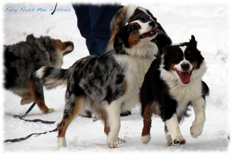 Mini Aussies