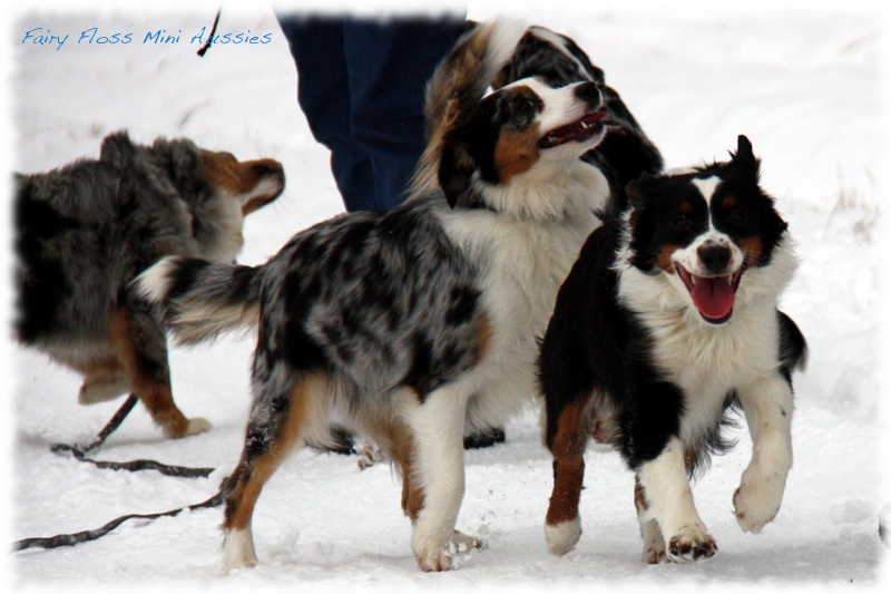 Mini                  Aussies