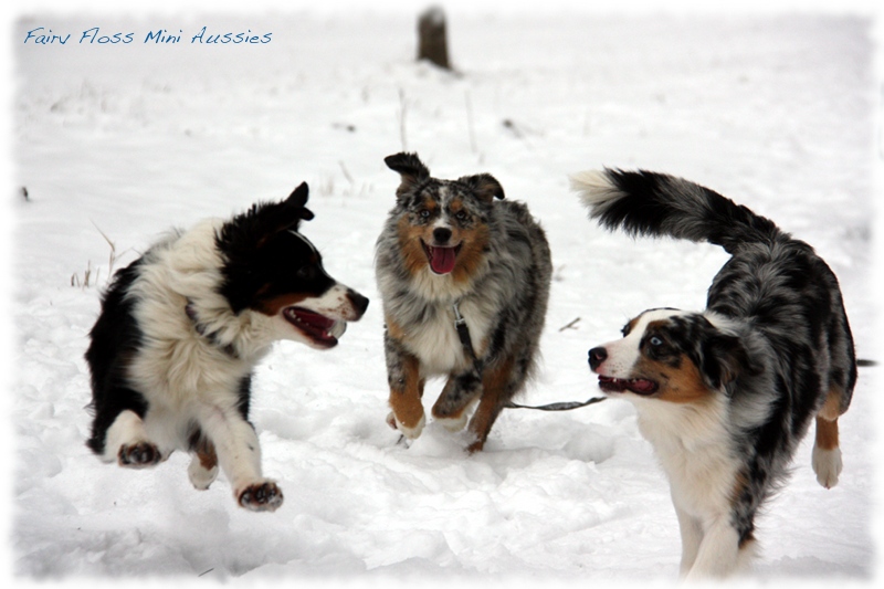 Mini                   Aussies