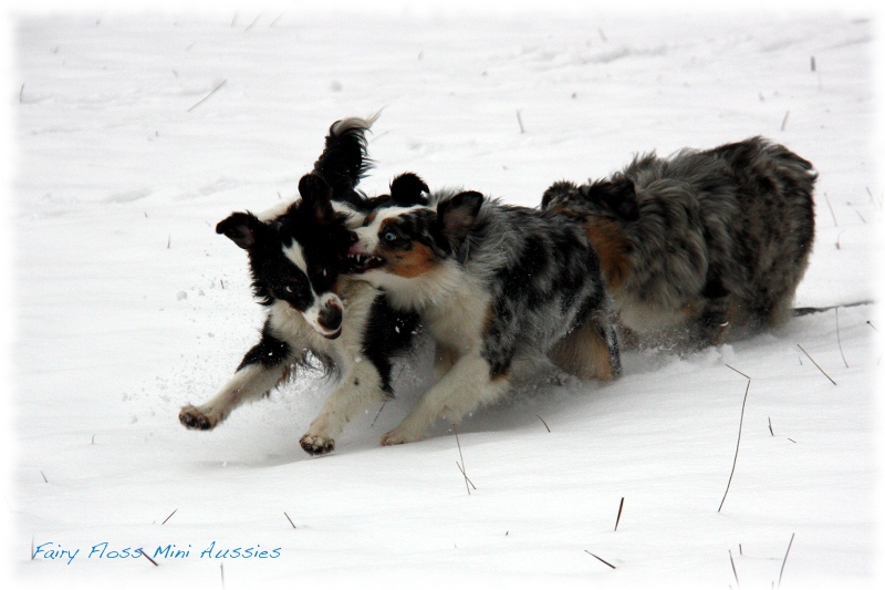 Mini                   Aussies