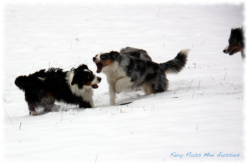 Mini Aussies