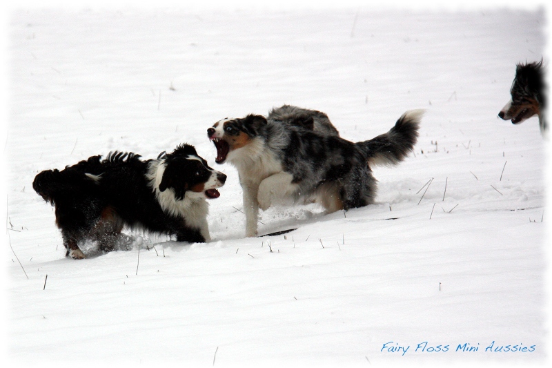 Mini                   Aussies