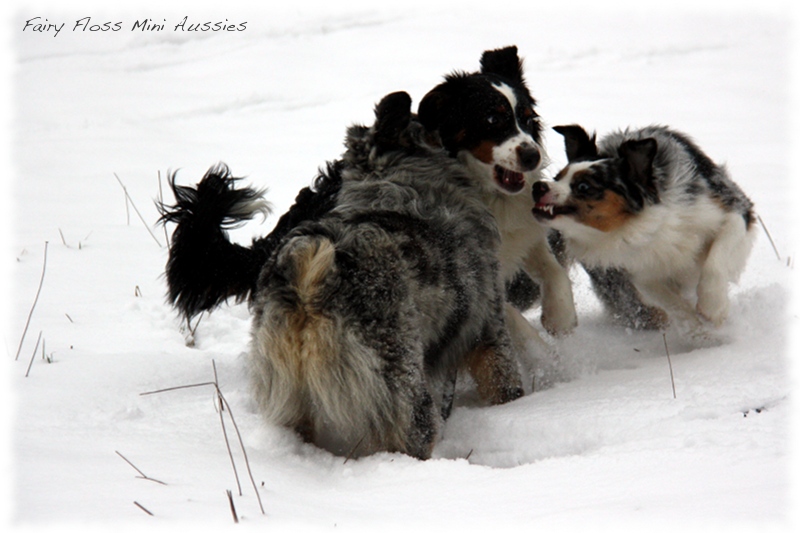 Mini                   Aussies