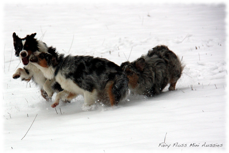 Mini Aussies