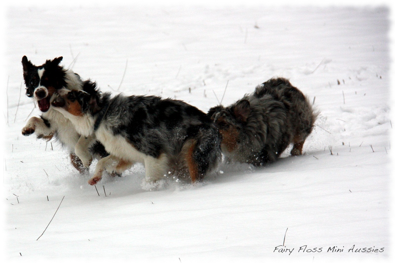 Mini                   Aussies