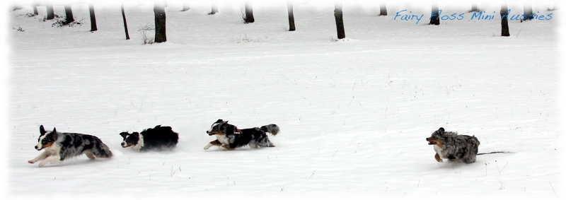 Mini                   Aussies