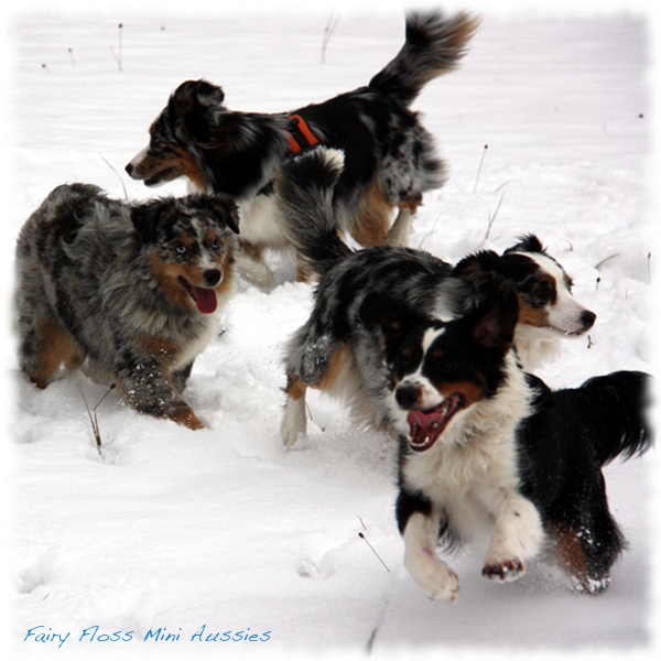 Mini Aussies