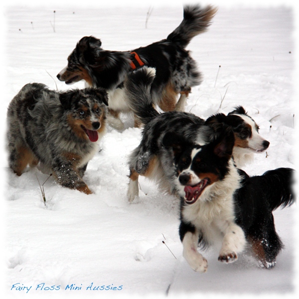 Mini                   Aussies