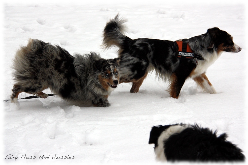 Mini                   Aussies