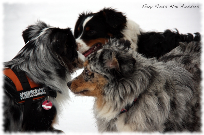 Mini Aussies