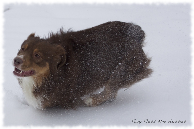 Mini                    Aussies