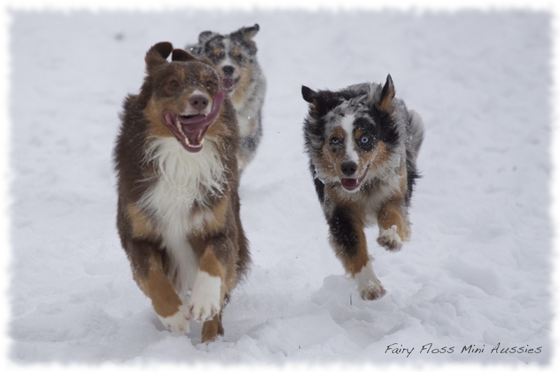 Mini Aussies
