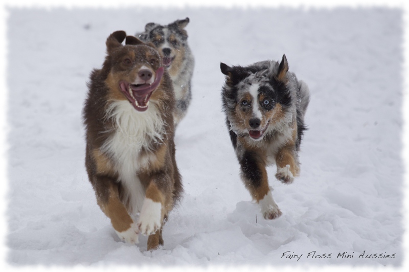 Mini                    Aussies