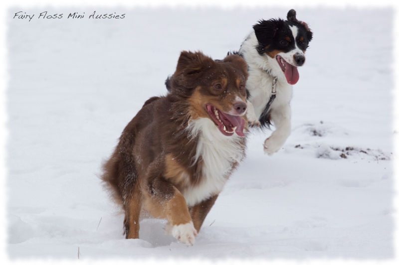 Mini                    Aussies